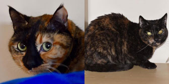 Nemo & Daisy, from All Animal Rescue, Southampton homed through Cat Chat
