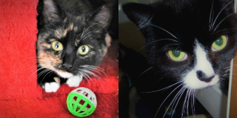 Oprah & Tinkerbell from Tendring Cats Protection, homed through Cat Chat.