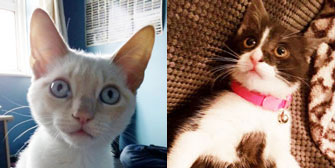 Polo & Poppy, from Feline Network Cat Rescue, Paignton homed through Cat Chat