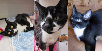 Poppy, Kitty & Peter, from Ann & Bill’s Cat & Kitten Rescue,  Hornchurch, homed through Cat Chat