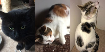 Samson, Sarah & Simba, from Burton Joyce Cat Welfare, Nottingham, homed through Cat Chat