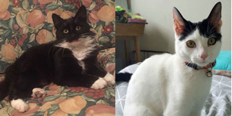 Shadow & Willow, from Caring Animal Rescue, Stafford, homed through Cat Chat