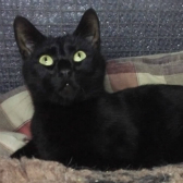 Susie from Burton Joyce Cat Rescue, Nottingham homed through Cat Chat
