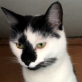Toby from Kirkby Cats Home, Nottingham, homed through Cat Chat