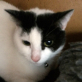 Tyski from Kirkby Cats home, Nottingham, homed through Cat Chat