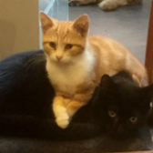 Victoria & Barnabas from Nuneaton and Hinckley Cats in Need, homed through Cat Chat