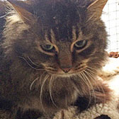 Lara, from Burton Joyce Cat Rescue, Nottingham homed through Cat Chat