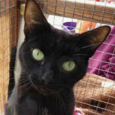 Lily Bea from Rolvendon Cat Rescue, Kent, homed through Cat Chat