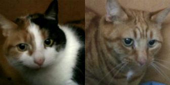 Maisie and Mojo from Kirkby Cats Home, Nottingham, homed through Cat Chat
