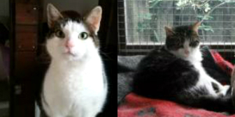 Millie & Sheba from Little Cottage Rescue, Luton, homed through Cat Chat