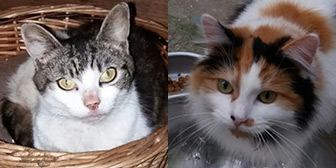 Nala & Lottie from Maesteg Animal Welfare Society, homed through Cat Chat