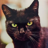 Pepper, from Feline Friends, London, homed through Cat Chat