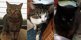 Polly, Alfie, Holly & Emma from Maesteg Animal Welfare Society, homed through Cat Chat