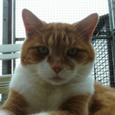 Rusty from Paws and Claws, West Sussex, homed through Cat Chat