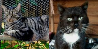 Toby & Jeffery from Maesteg Animal Welfare Society, homed through Cat Chat