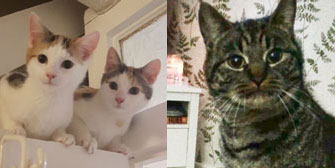 Esme, Elspeth & Frankie, from Cats in Need, Hinckley, homed through Cat Chat