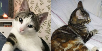Lamar & Sally, from Cats in Need, Hinckley, homed through Cat Chat