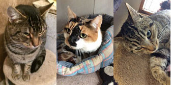 Mr Stripes, Izzy & Dot, from Burton Joyce Cat Welfare, Nottingham, homed through Cat Chat