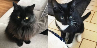 Phoebe & Buddy, from Cats in Need, Hinckley, homed through Cat Chat