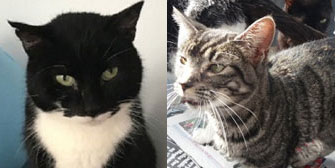 Polo & Maxwell, from Maesteg Animal Welfare Society, Bridgend, homed through Cat Chat