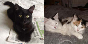 Soozy, Orlando & Isla, from Cats in Need, Hinckley, homed through Cat Chat