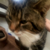 Tarquin from Cramar Cat Rescue, Birmingham, homed through Cat Chat
