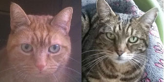 Teddi & Twiglet, from Burton Upon Stather Cat Rescue, Scunthorpe, homed through Cat Chat