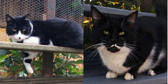 Tinker & Henry, from Maesteg Animal Welfare Society, Bridgend, homed through Cat Chat