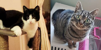 Ziggy & Mia, from Cats in Need, Hinckley, homed through Cat Chat