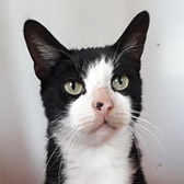 Harvey, from Barnsley Animal Rescue Charity (BARC), Yorkshire homed through Cat Chat