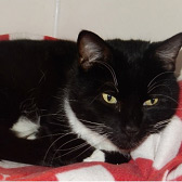 Jasper, from Cats Protection Beverley & Pockington, Yorkshire homed through Cat Chat