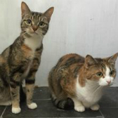 Lily & Ginge from Babs Cats, Swanley, homed through Cat Chat