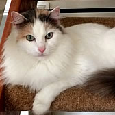 Lily from National Animal Trust, Leicester, homed through Cat Chat