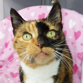 Maisie, from National Animal Welfare Trust, Clacton homed through Cat Chat