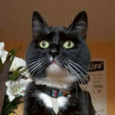 Ollie, from Stopford Cat Rescue, Stockton, homed through Cat Chat
