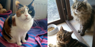 Toffee, Teddy and Bear from Little Cottage Rescue, Luton, homed through Cat Chat