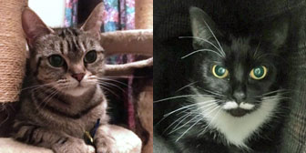 Tyga & Belle, from 8 Lives Cat Rescue, Sheffield, homed through Cat Chat