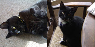 Millie & Frodo, from The Ashmore Rescue for Cats, Wolverhampton, homed through Cat Chat