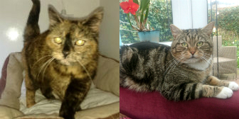 Milly & Winston from Cat Homing and Rescue (CHAR) Warrington homed through Cat Chat
