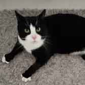 Milo, from Aylesbury Cat Rescue, Bucks, homed through Cat Chat