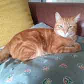 Gerri, from Caring Animal Rescue, Stafford, homed through Cat Chat