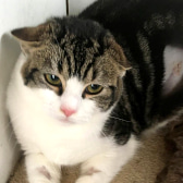 Topaz, from Burton Joyce Cat Welfare, homed through CatChat