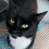 Lucy, from Maesteg Animal Welfare Society, Bridgend, homed through Cat Chat