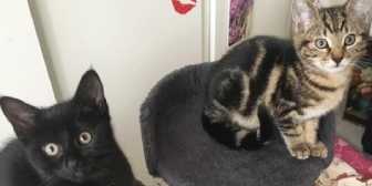 Sierra & Seamus, from Cat Action Trust 77, Doncaster South, homed through Cat Chat