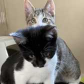 Deacon & May B, from All Cats Rescue, Southampton, homed through Cat Chat