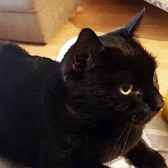 Draco, from Furbabies Cat Rescue, Birmingham, homed through Cat Chat