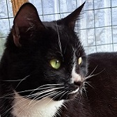 Fennix from Maesteg Animal Welfare Society, homed through Cat Chat