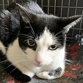 Lexi, from Maesteg Animal Welfare Society, Bridgend, homed through Cat Chat