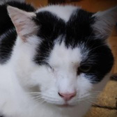 Marston, from The Ashmore Rescue for Cats, Wolverhampton, homed through Cat Chat