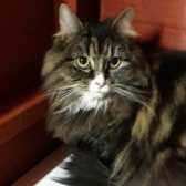Sasha, from Whinnybank Cat Sanctuary, Newburgh, homed through Cat Chat